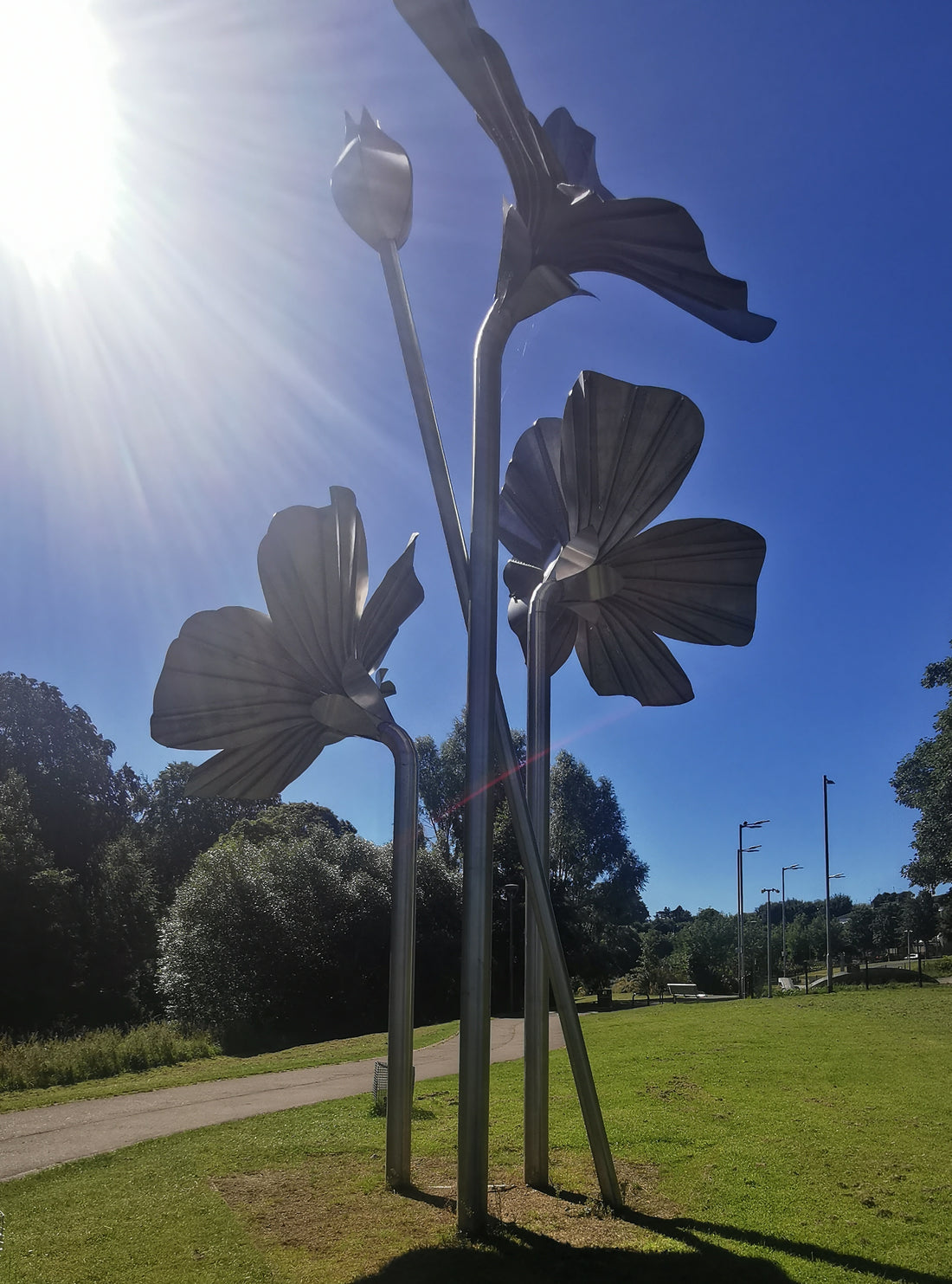 Flax Flowers at Solutide Park, Ann Feely Artist